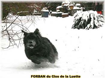 Elevage du CLOS DE LA LUETTE - COPYRIGHT DEPOSE